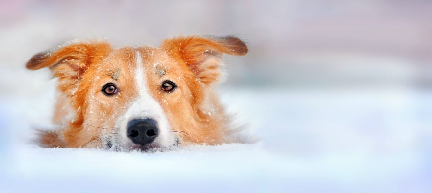 A Comprehensive Guide To Lupus In Dogs Can It Be Cured? HealthyPets Blog