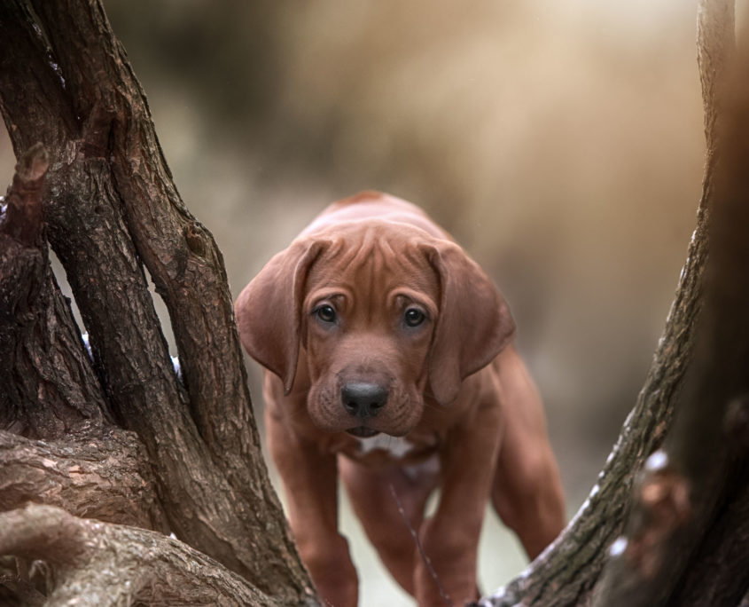 beautiful dog rhodesian ridgeback hound puppy outdoors on a field