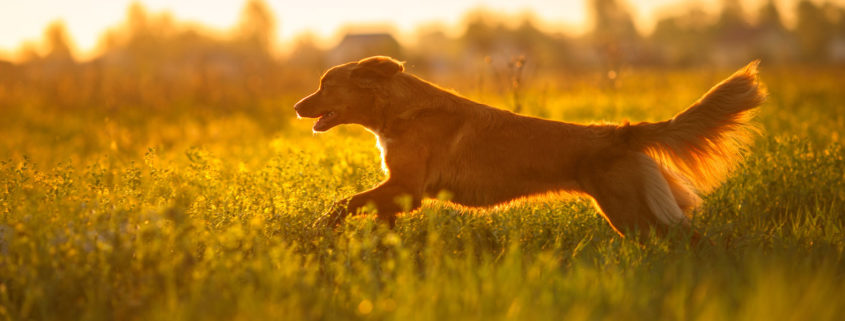 dog nova scotia duck tolling retriever walking in a field in summer, sunset
