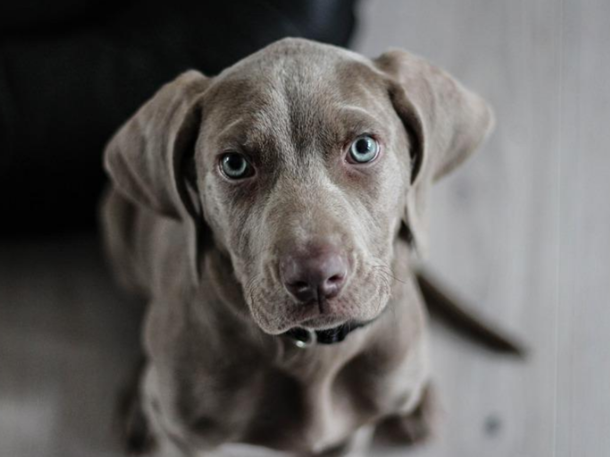 Can Untrained Dogs Detect Seizures