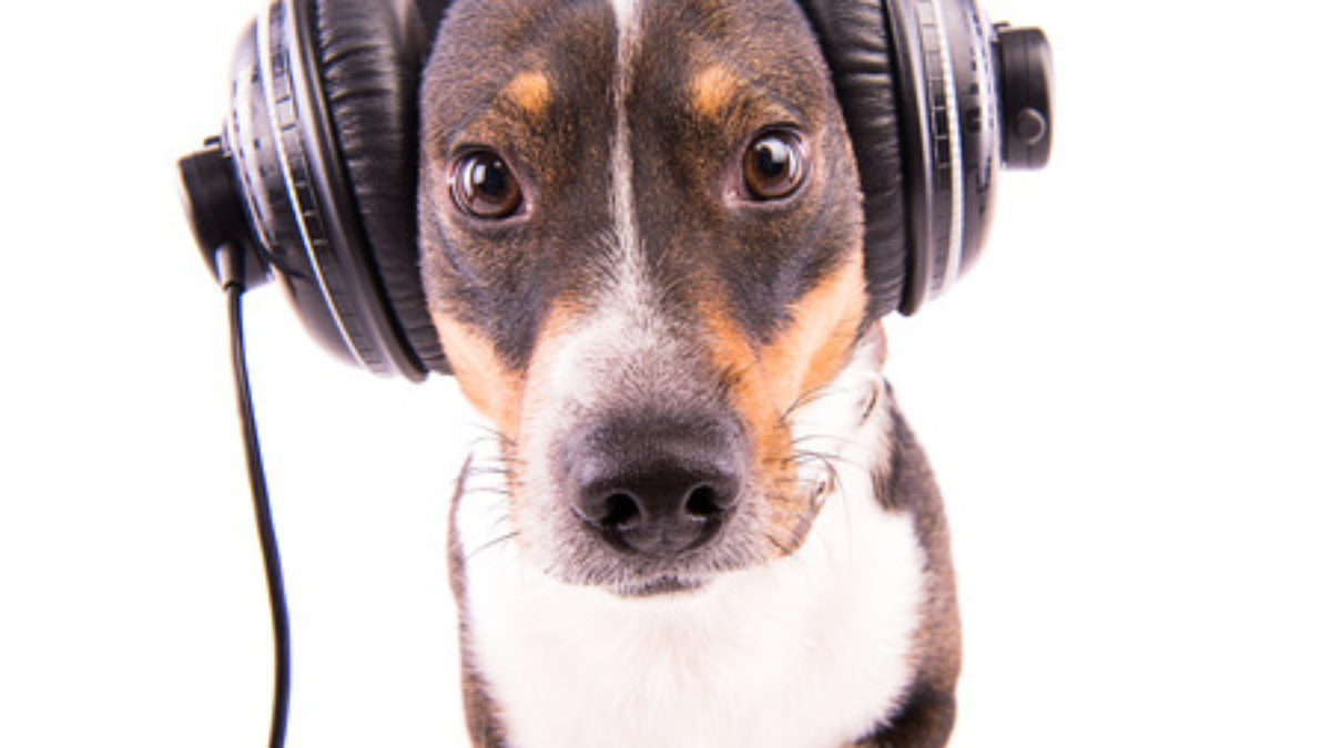 dogs loud music