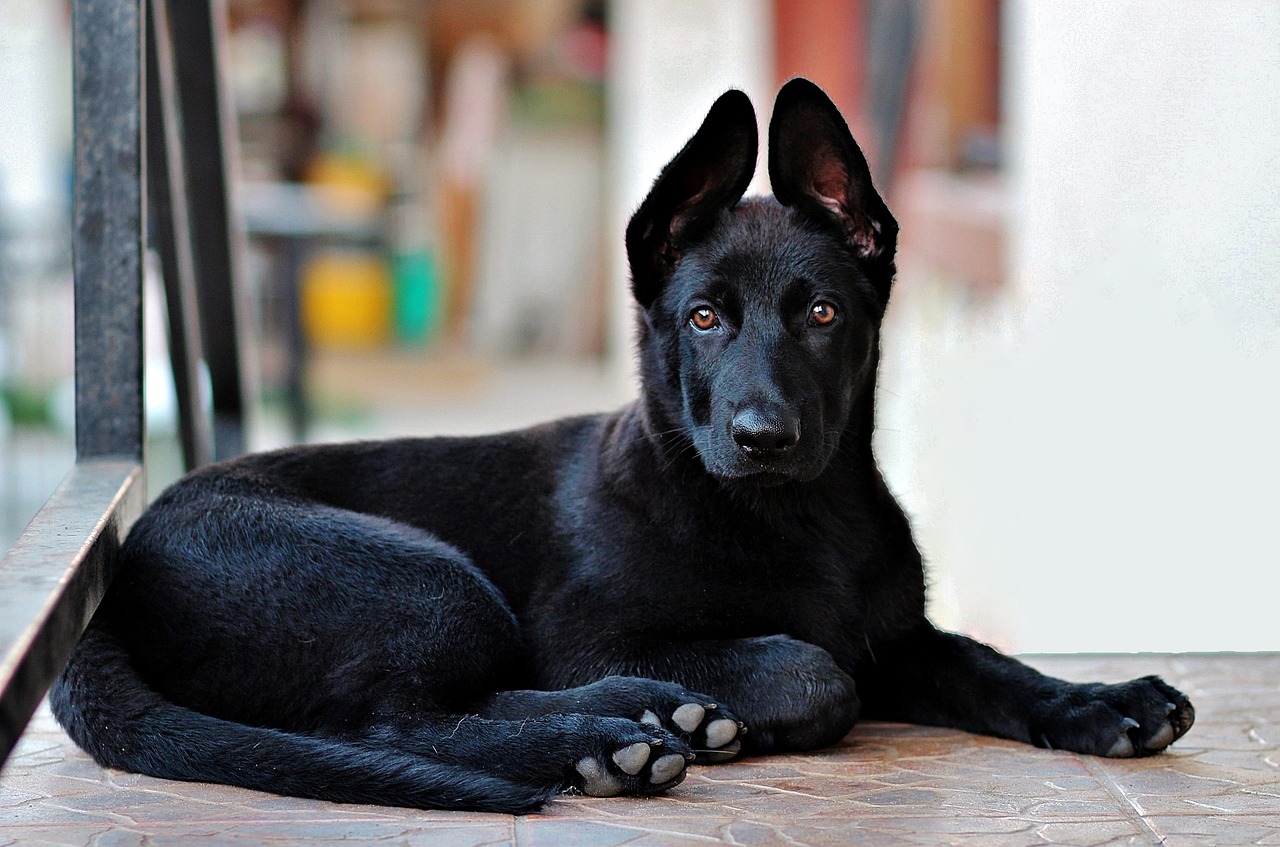 black dog sitting with both ears up