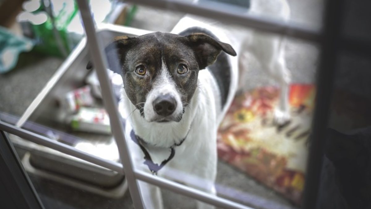 help my dog wont stop barking