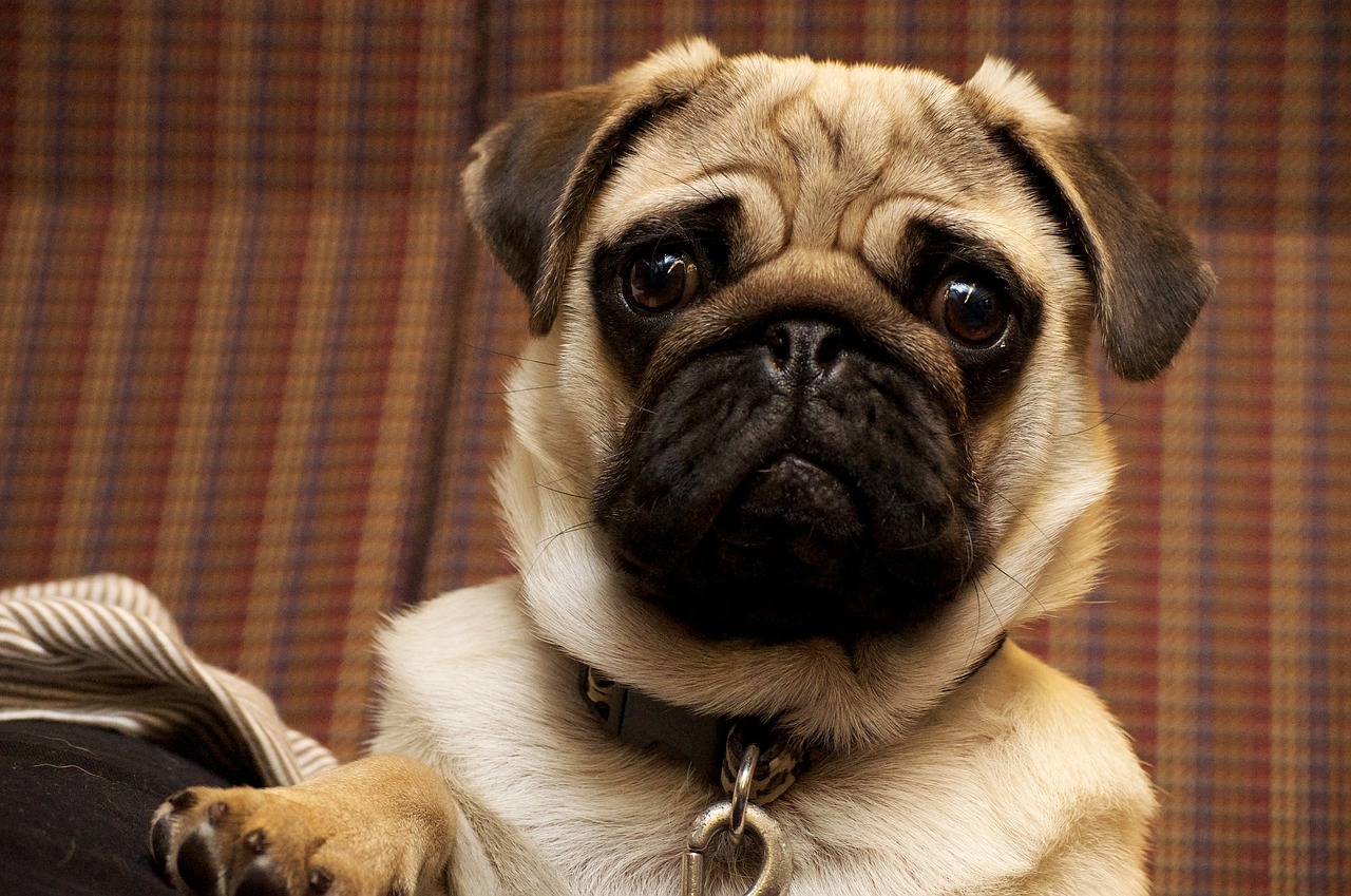 pug with concerned face