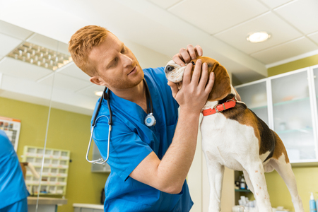 veterinary examing cute beagle dog