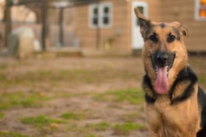 close-up of german shepherd in front of a house