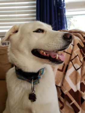 smiling white dog