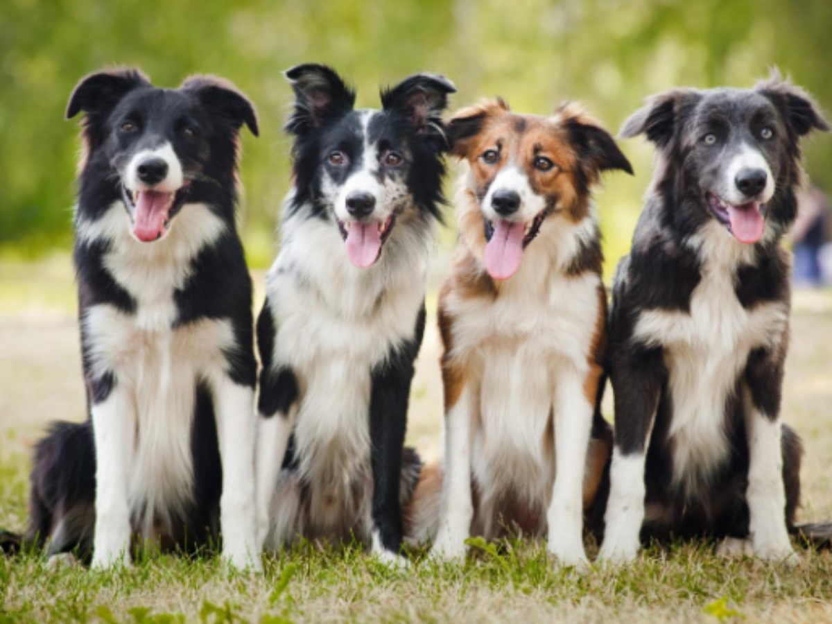 14 Most Loyal Dog Breeds | HealthyPets Blog