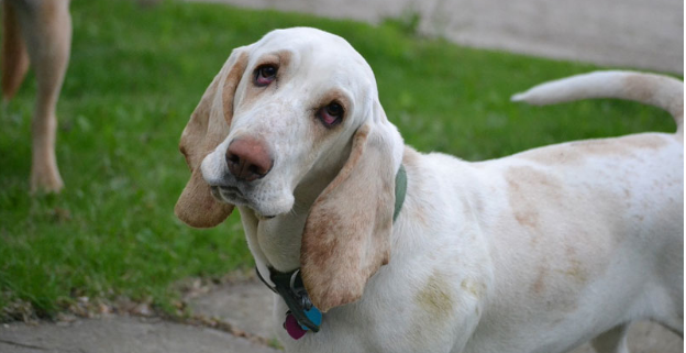 white basset hound with head tilted