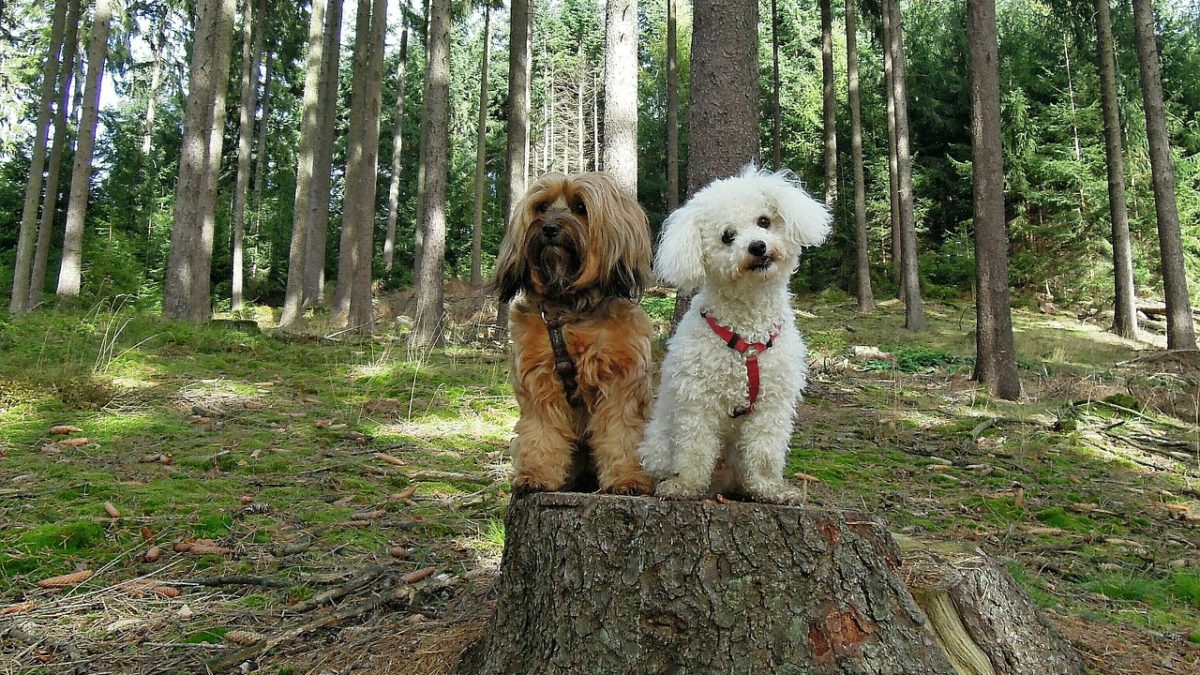 bayer tree and shrub for fleas on dogs