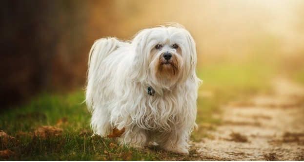 15 easiest dog breeds to look after