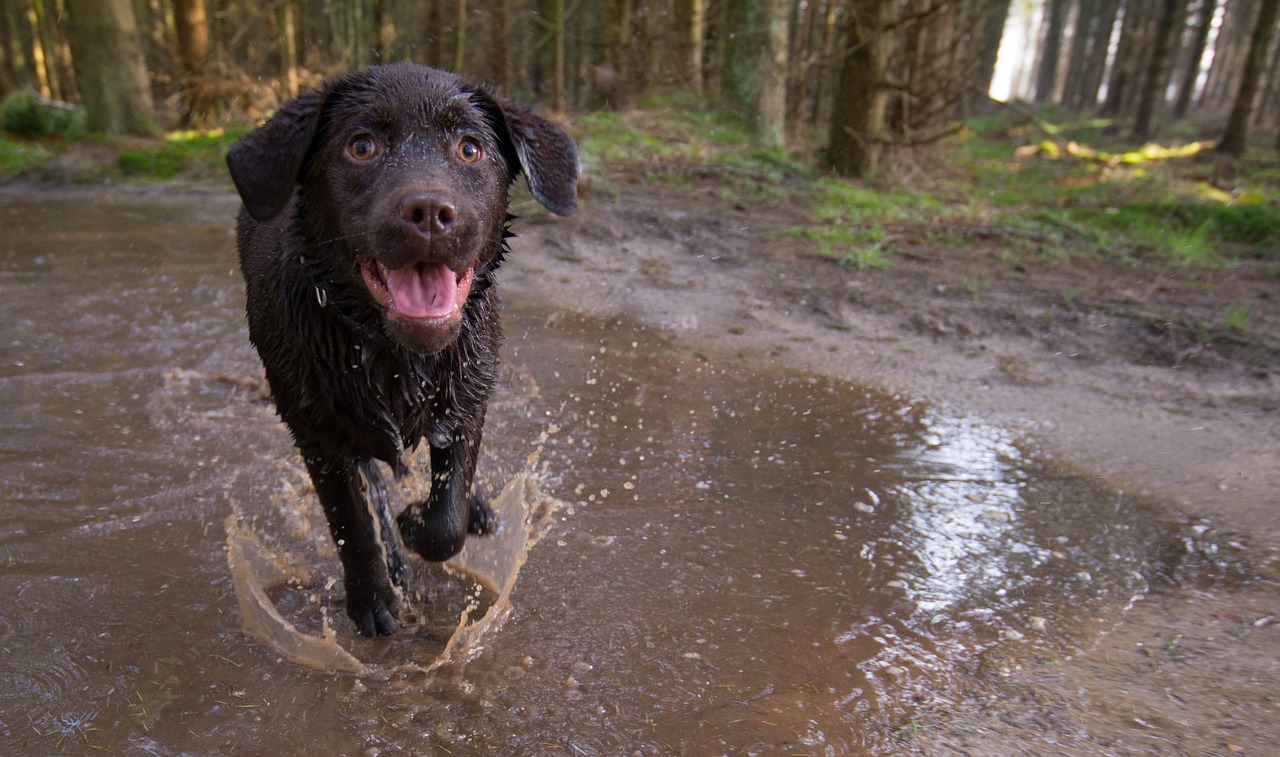 happy brown dug in mud puddle