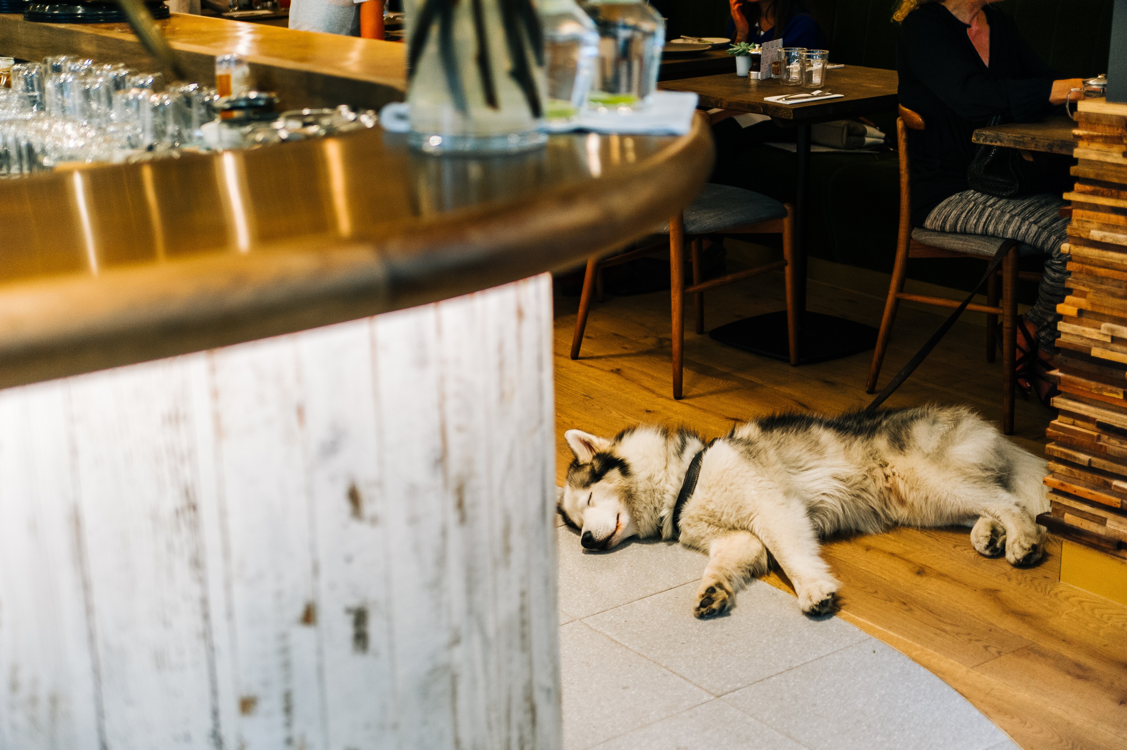 husky sleeping on restaurant floor