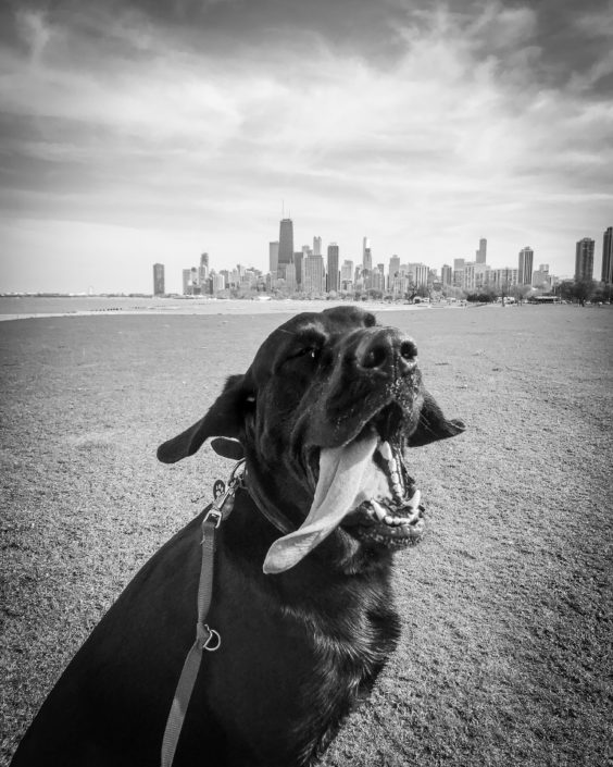 Are There SideEffects to Adaptil Collars? HealthyPets Blog