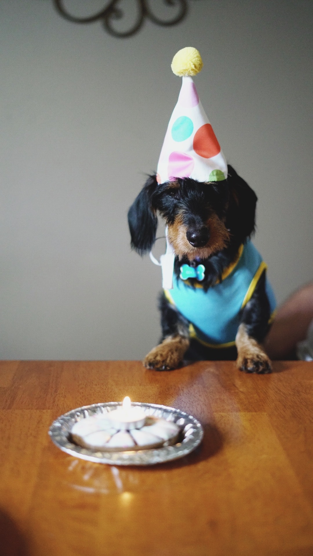 dog with party hat on