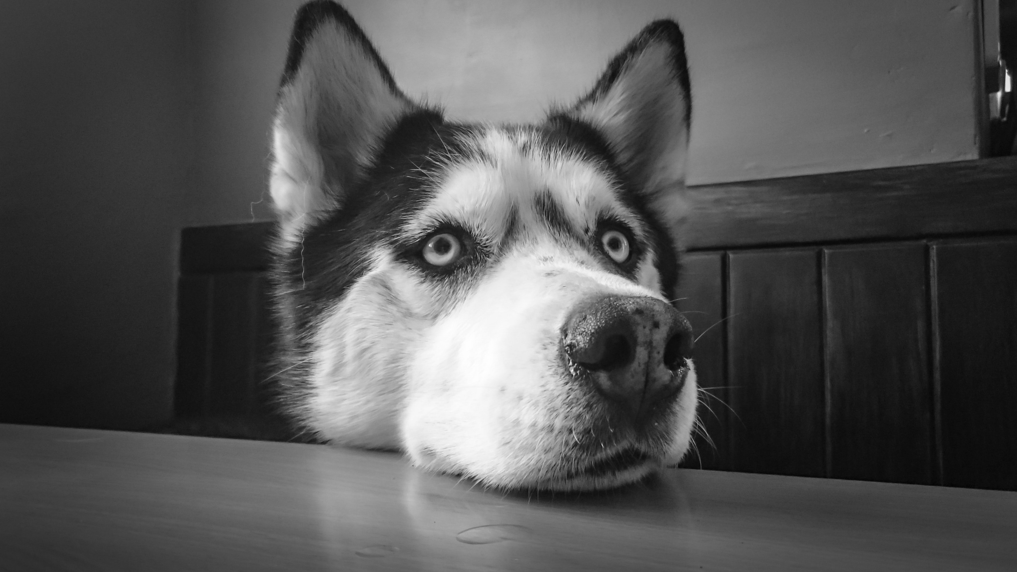 husky with head on table