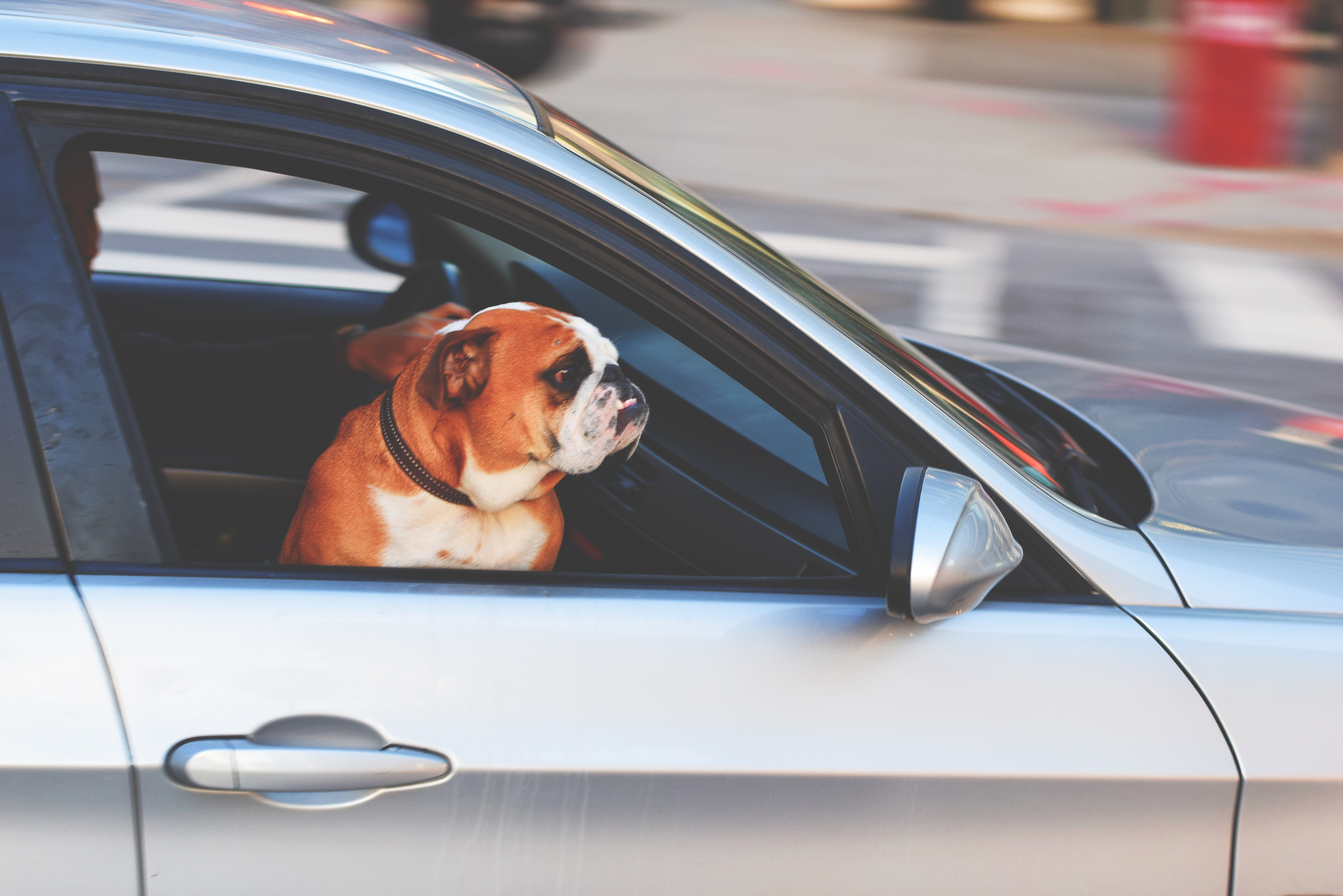 How To Keep Your Pet From Distracting You While Driving HealthyPets Blog