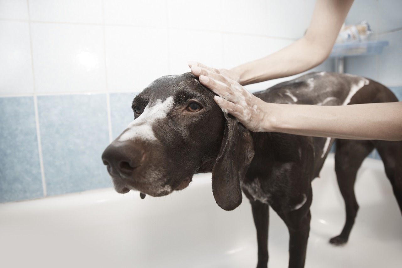 brown dog taking a bath