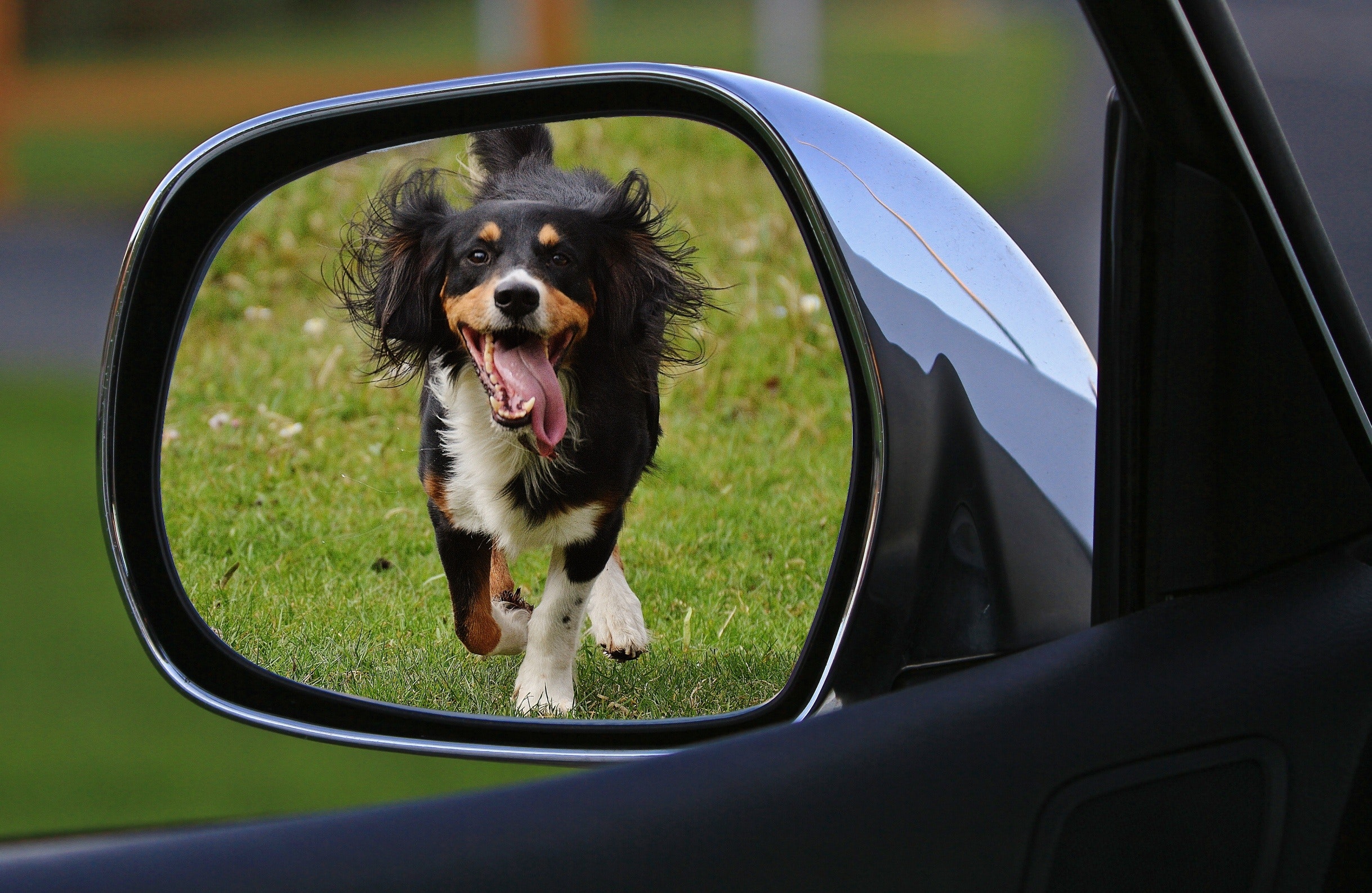 happy dog in car mirror