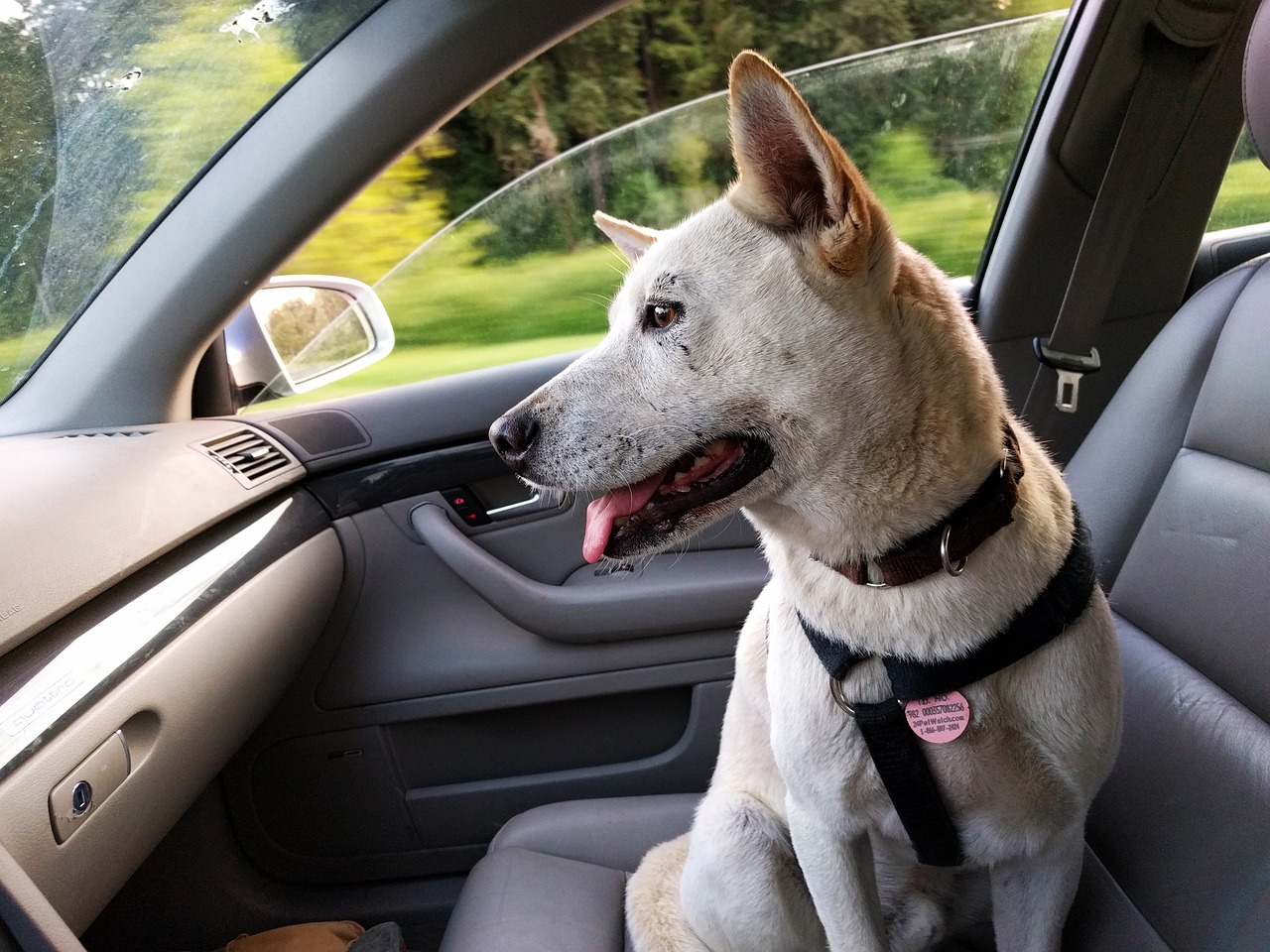 dog sitting in passenger seat of car