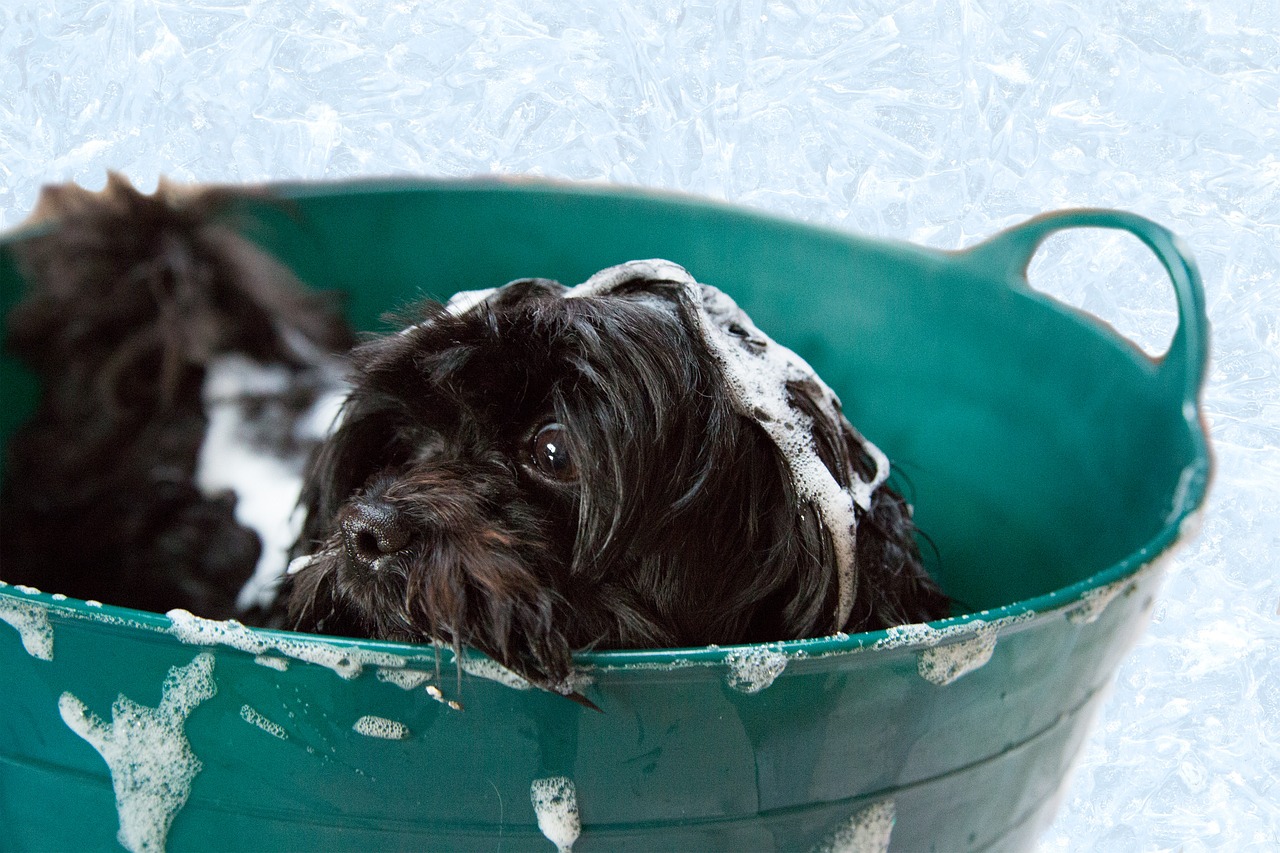 black dog in bucket bubble bath