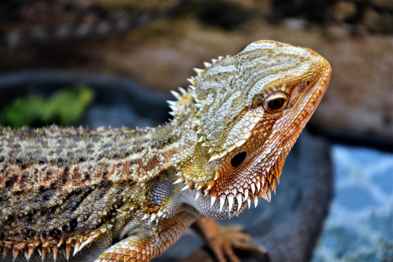 10 Fun Facts About Bearded Dragons Healthypets Blog