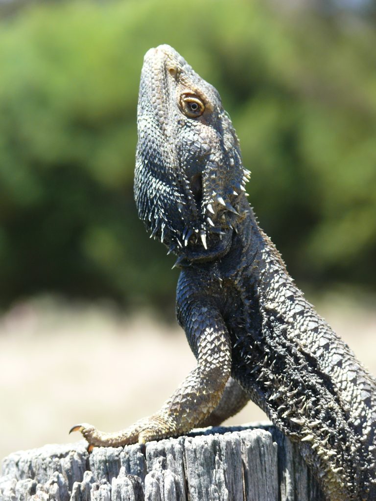 10 Fun Facts About Bearded Dragons | HealthyPets Blog