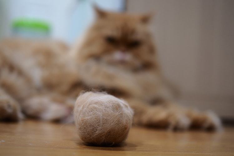 How to Prevent Hairballs in Cats HealthyPets Blog