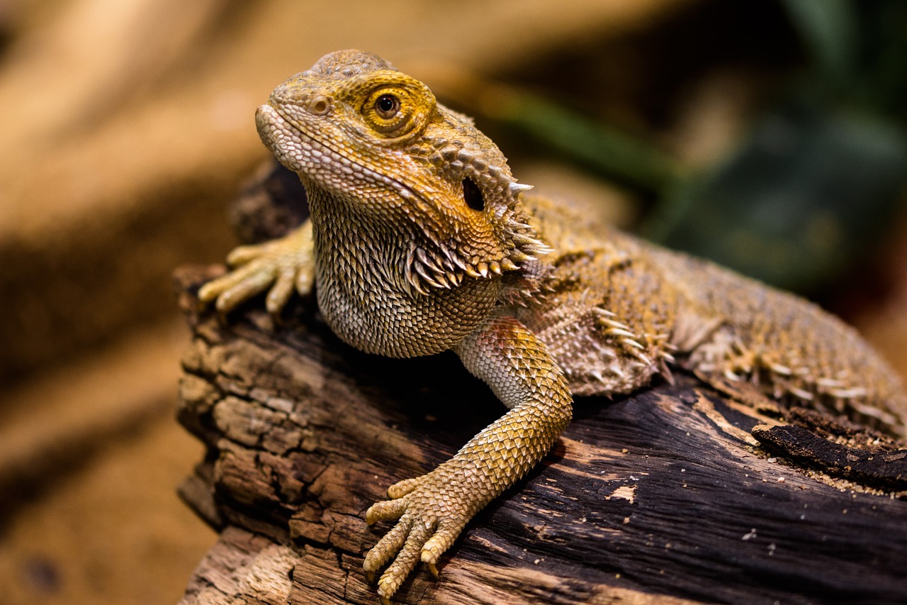Bearded Dragon Facts