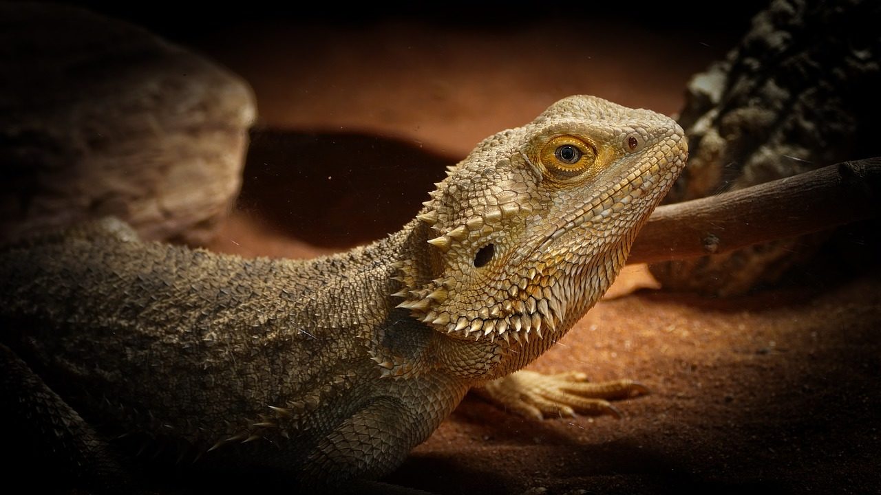 7 weird and wonderful facts about bearded dragons