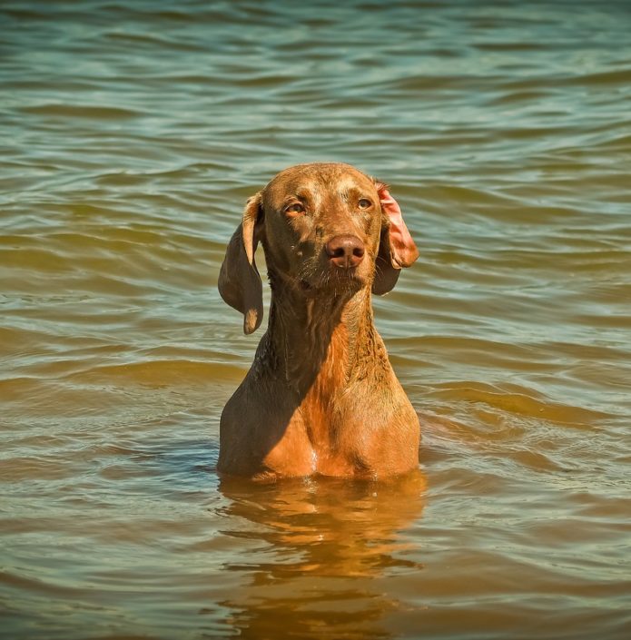 How to Conquer A Dog’s Fear of Water? HealthyPets Blog