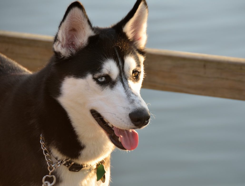 Fun facts about Alaskan Klee Kai HealthyPets Blog