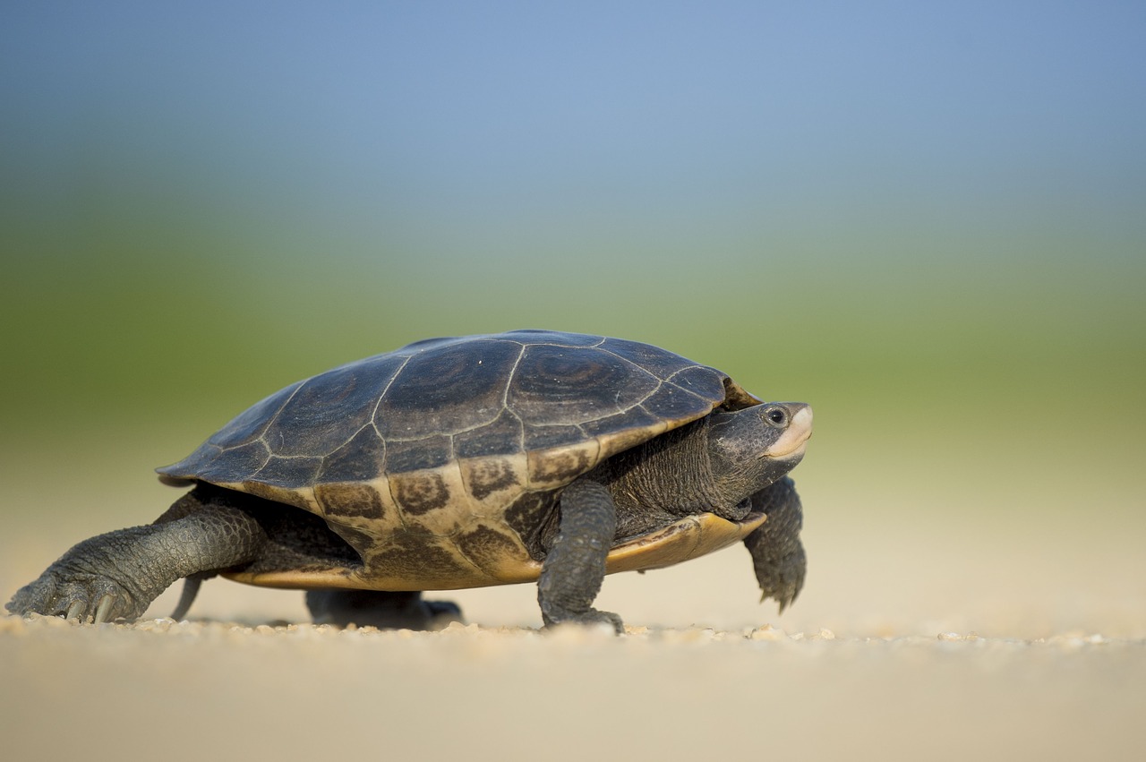 turtle walking on ground