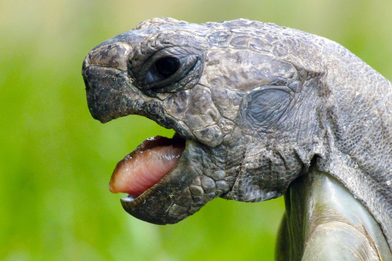 turtle mouth open tongue out