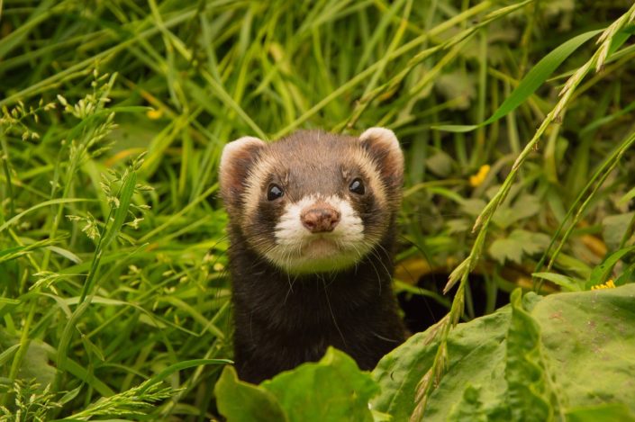 10 Reasons Ferrets Would Make Great Pets | HealthyPets Blog