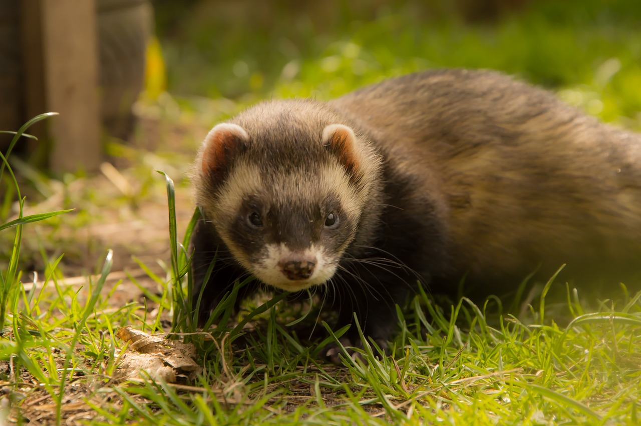 10 Reasons Ferrets Would Make Great Pets | HealthyPets Blog