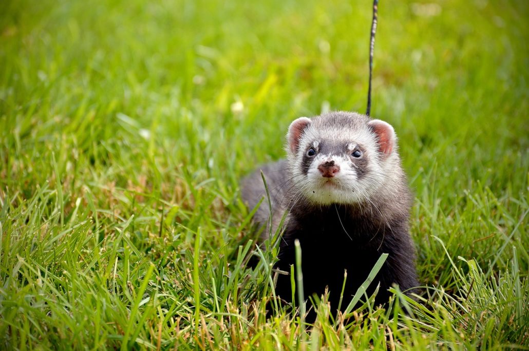 10 Reasons Ferrets Would Make Great Pets HealthyPets Blog