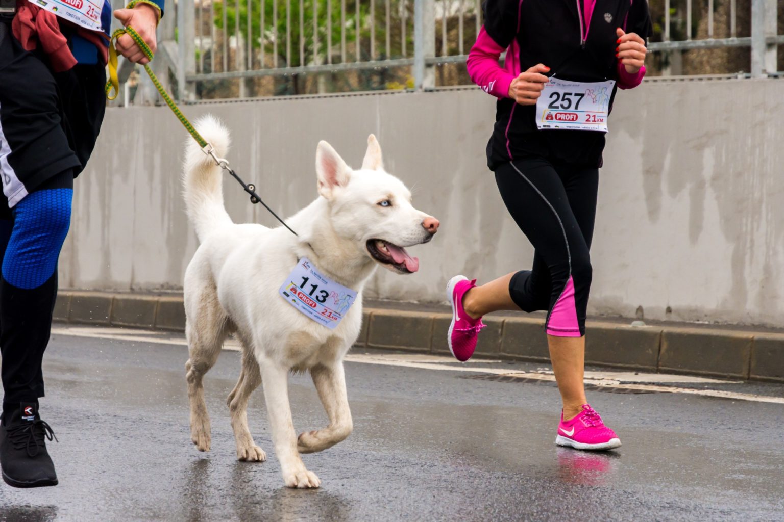 How to Train Your Dog to Run With You HealthyPets Blog