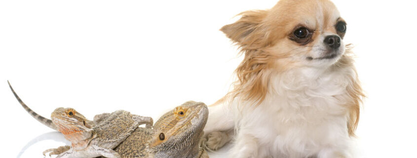 Introducing your dog to a reptile